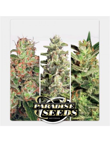 Paradise Seeds - Auto Collection Pack 2