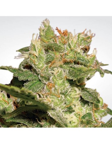 Paradise Seeds - Auto Jack