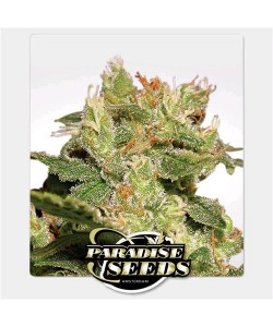 Paradise Seeds - Auto Jack 2
