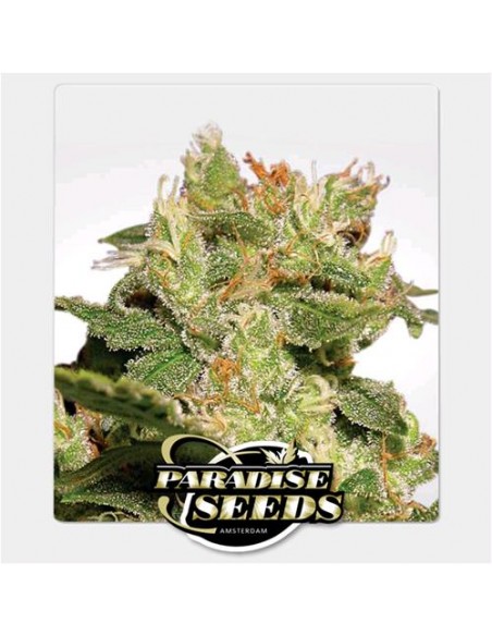Paradise Seeds - Auto Jack - 3 Semi