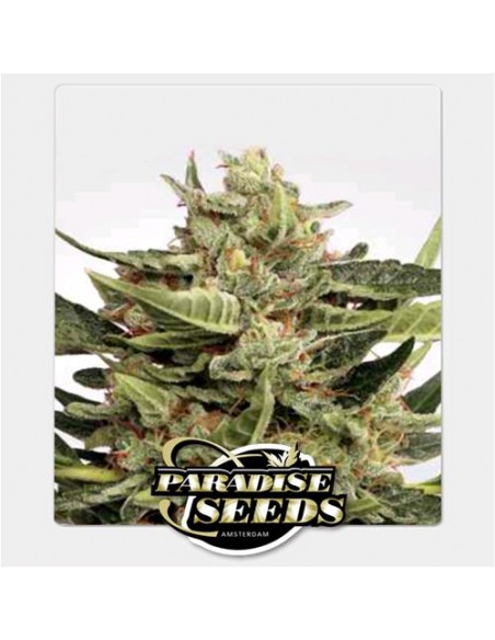Paradise Seeds - Auto Vertigo - 3 Semi
