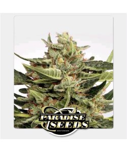 Paradise Seeds - Auto Vertigo 2