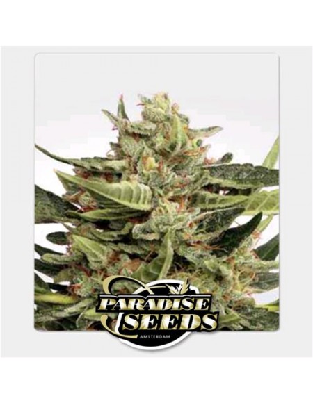 Paradise Seeds - Auto Vertigo - 5 Semi