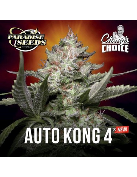 Paradise Seeds - Auto Kong 4 - 3 Semi