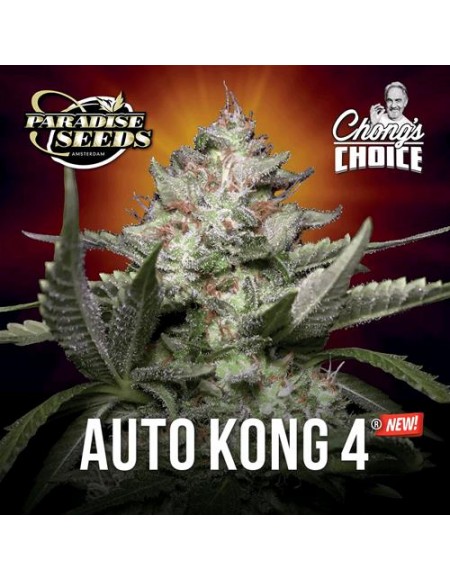 Paradise Seeds - Auto Kong 4 - 5 Semi