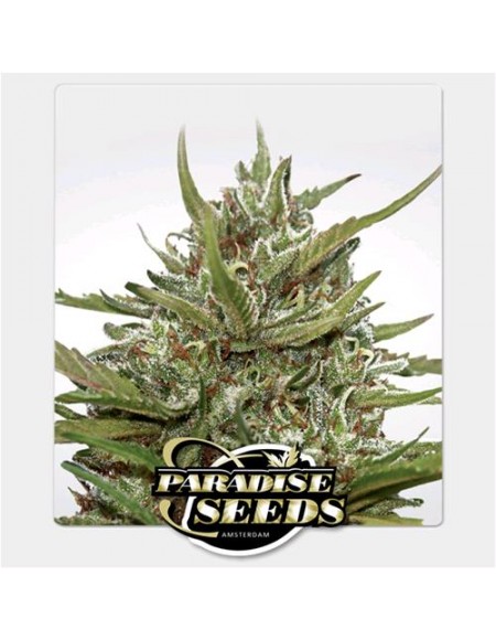 Paradise Seeds - Auto White Berry - 3 Semi