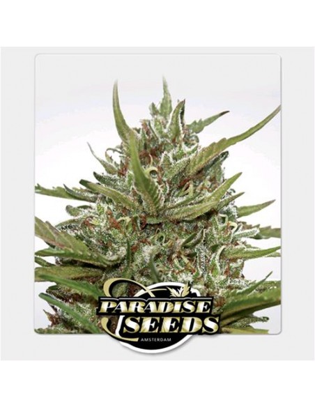 Paradise Seeds - Auto White Berry - 3 Semi