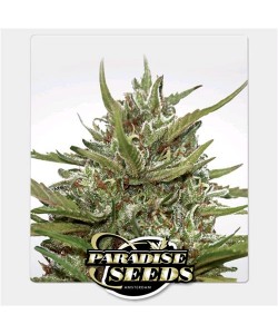 Paradise Seeds - Auto White Berry - 10 Semi 2
