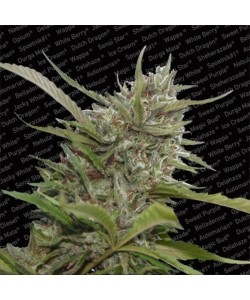 Paradise Seeds - Auto White Berry - 10 Semi