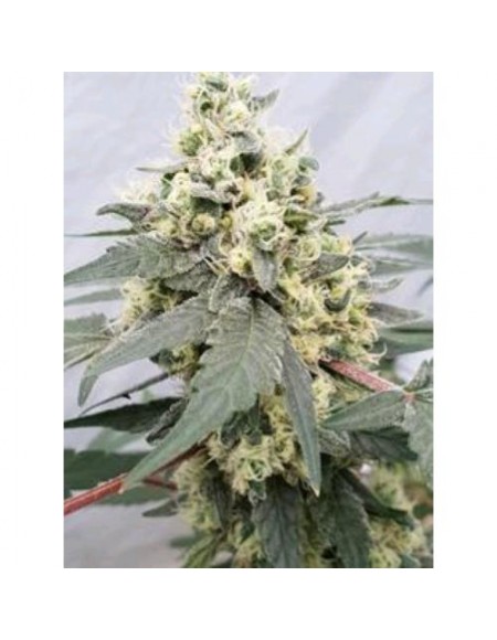 Paradise Seeds - Lemonade  Auto  - 1 Seme