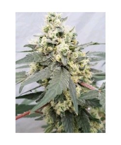 Paradise Seeds - Lemonade  Auto  - 10 Semi