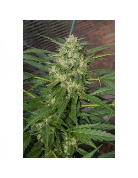 Paradise Seeds - Auto Pandora - 1 Seme