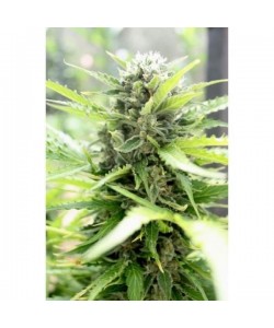 Paradise Seeds - Auto Pandora 2