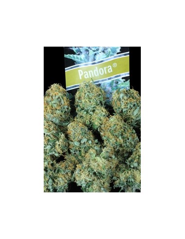 Paradise Seeds - Auto Pandora 