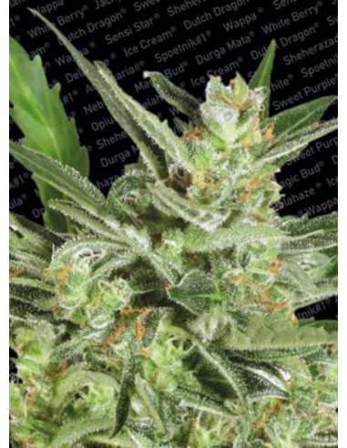 Paradise Seeds - Stromboli Auto - 1 Seme
