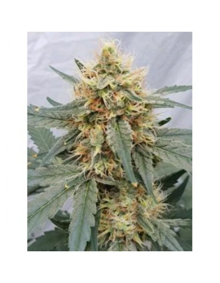 Paradise Seeds - Stromboli Auto - 1 Seme