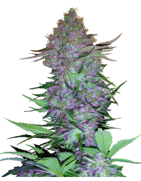 Sensi Seeds - Purple Skunk Auto - Research - 10 SemI