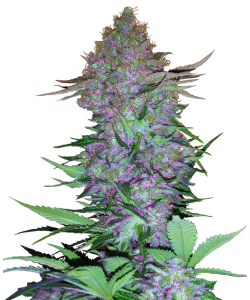 Sensi Seeds - Purple Skunk Auto - Research - 1 Seme
