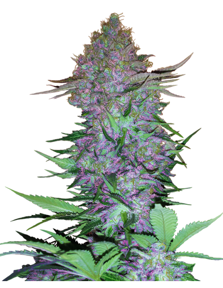 Sensi Seeds - Purple Skunk Auto - Research - 1 Seme