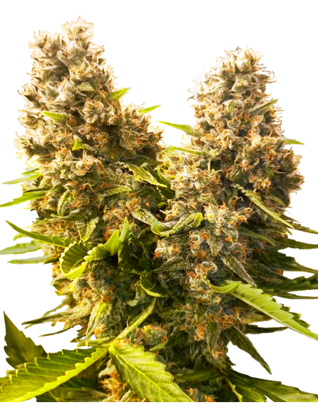 Sensi Seeds - Banana Kush Cake Auto - Research - 3 Semi