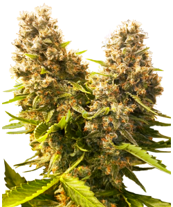 Sensi Seeds - Banana Kush...