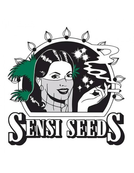 Sensi Seeds - Caramellow Kush Auto - 5 Semi