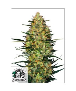 Sensi Seeds - Caramellow...