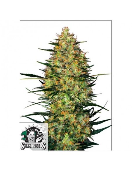 Sensi Seeds - Caramellow Kush Auto - 5 Semi