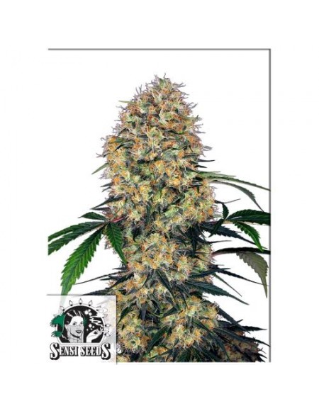 Sensi Seeds - Sensi Amnesia XXL Auto - 1 Seme