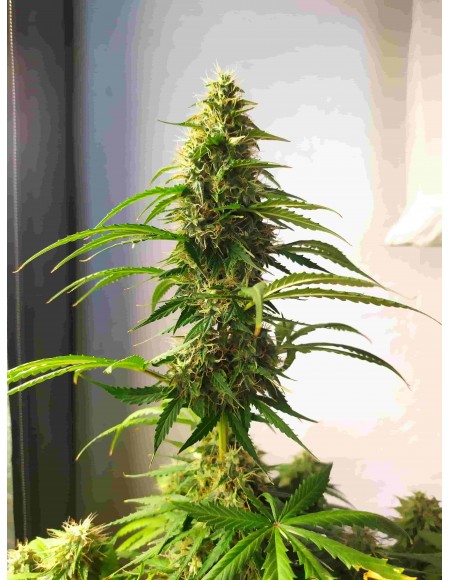 Mandarine Punch Auto