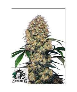 Sensi Seeds - Sensi Amnesia...