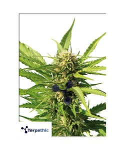 Terpethic - Big Lime Yogurt XL Auto - 3 Semi