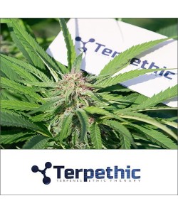Terpethic - Limonene Haze XL Auto - 3 Semi 2