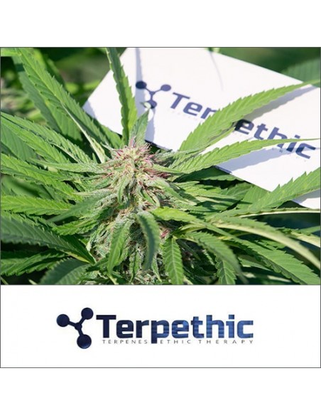 Terpethic - Limonene Haze XL Auto - 3 Semi