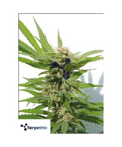 Terpethic - Limonene Haze XL Auto - 3 Semi