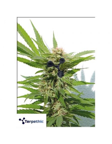 Terpethic - Limonene Haze XL Auto - 3 Semi