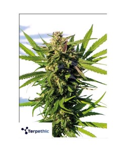 Terpethic - Mama Candy XL Auto - 3 Semi