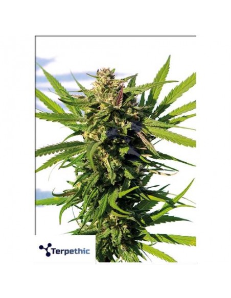 Terpethic - Mama Candy XL Auto - 3 Semi