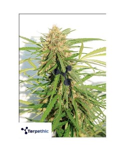 Terpethic - Producer XL Auto - 3 Semi
