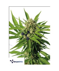 Terpethic - Tropic XL Auto - 3 Semi