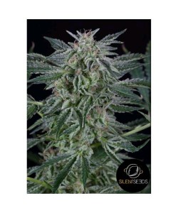 Silent Seeds - Critical... 2