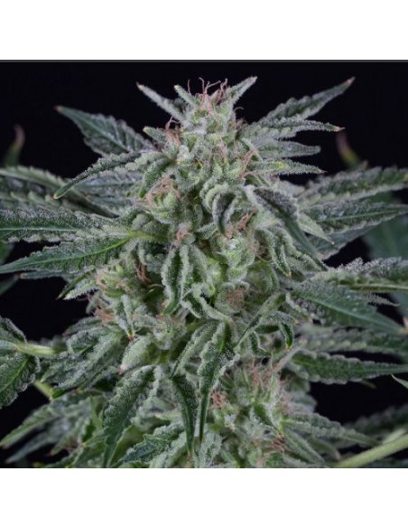 Silent Seeds - Critical Jack Auto - 3 Semi