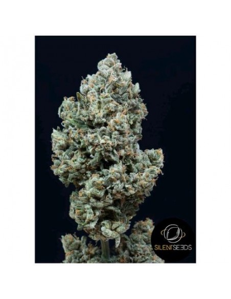 Silent Seeds - Critical + 2.0  Auto - 3 Semi