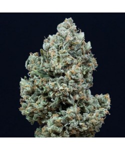 Silent Seeds - Critical + 2.0  Auto - 3 Semi