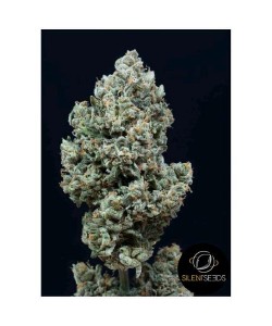 Silent Seeds - Critical + 2.0  Auto - 10 Semi 2