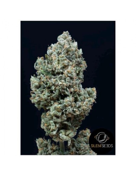 Silent Seeds - Critical + 2.0  Auto - 10 Semi