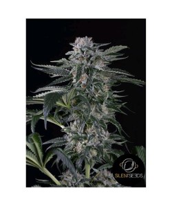 Moby Dick 2