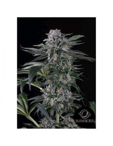 Silent Seeds - Moby Dick Auto - 10 Semi