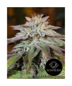 Silent Seeds - L.A. Vanilla...
