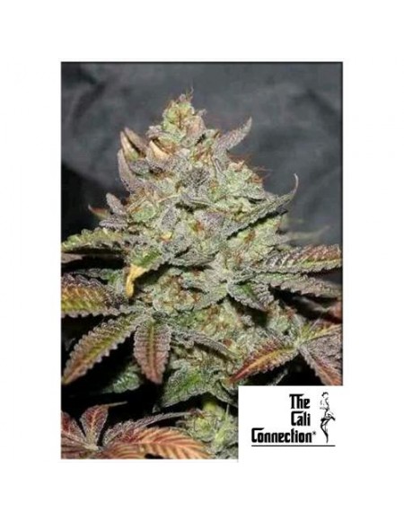 The Cali Connection - Girls Scout Cookies Auto 6 Semi